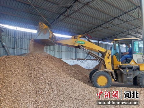 石家莊平山縣 發展核桃產業 開啟致富之門